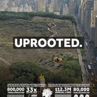 800,000 Olive Trees Uprooted, 33 Central Parks